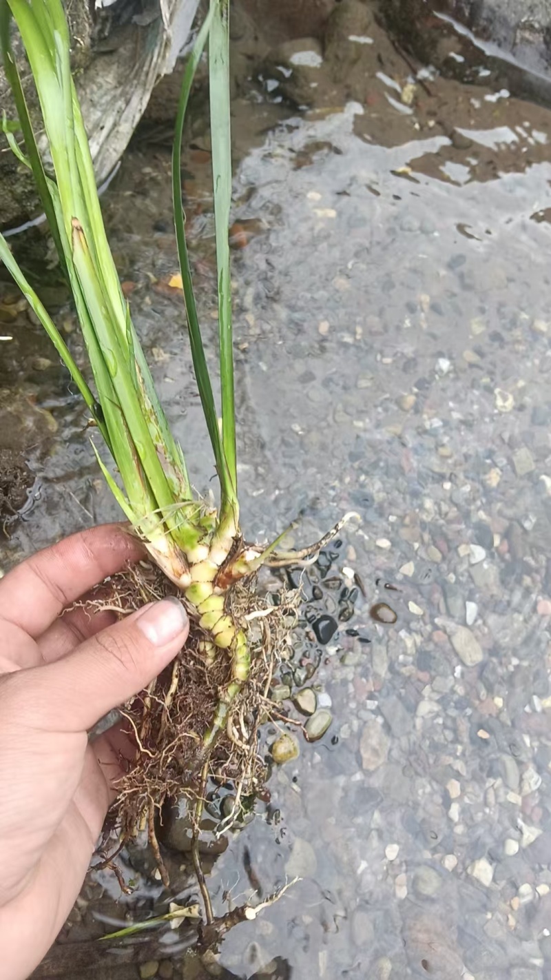 欢迎联系高品质正品石菖蒲原产地直供