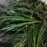 欢迎联系高品质正品石菖蒲原产地直供