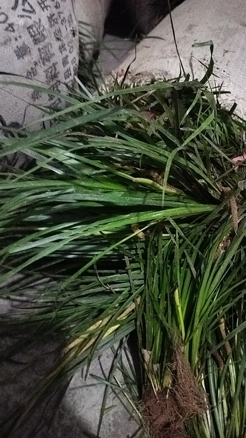 欢迎联系高品质正品石菖蒲原产地直供