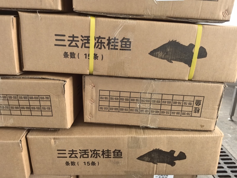 三去活冻桂鱼产地直发