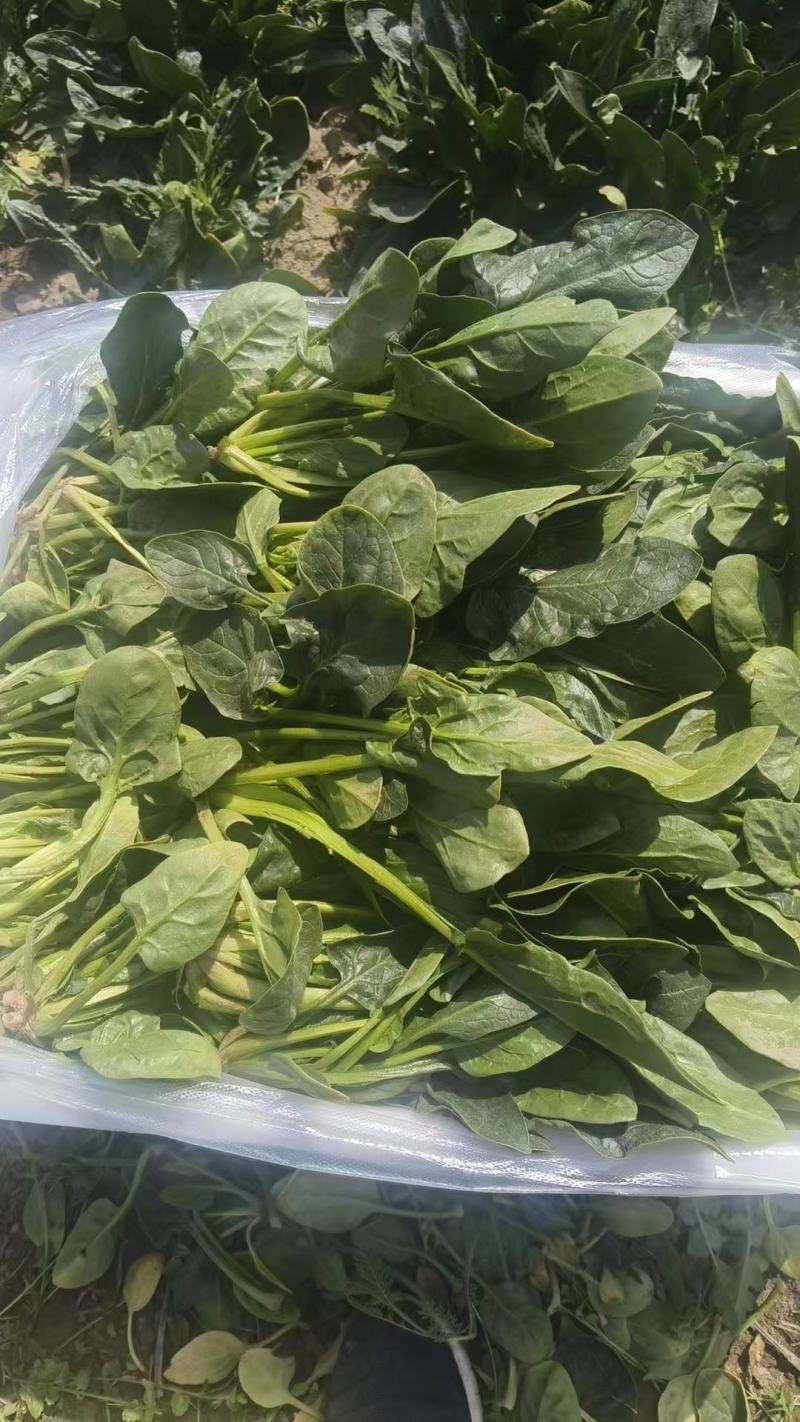 陕西精品菠菜大量供货产地现割现发品质保证欢迎来电
