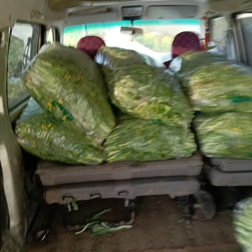 湖北白菜苔基地大量有货欢迎订单