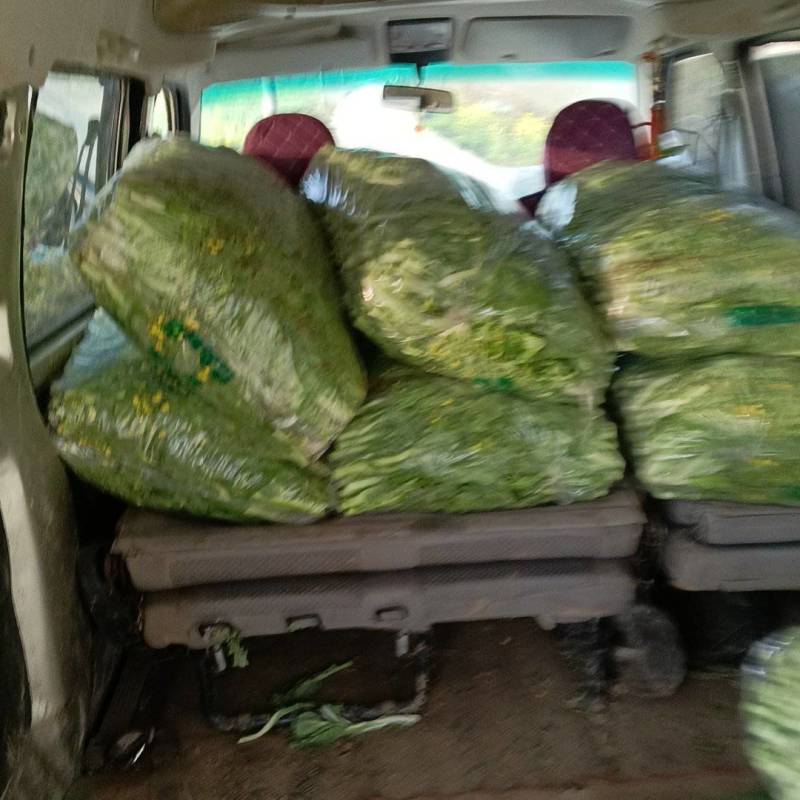 湖北白菜苔基地大量有货欢迎订单