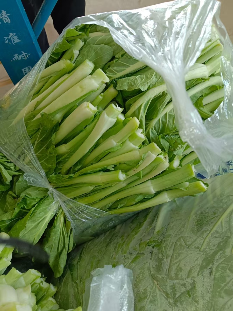 湖北白菜苔基地大量有货欢迎订单
