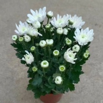 菊花10块一盆