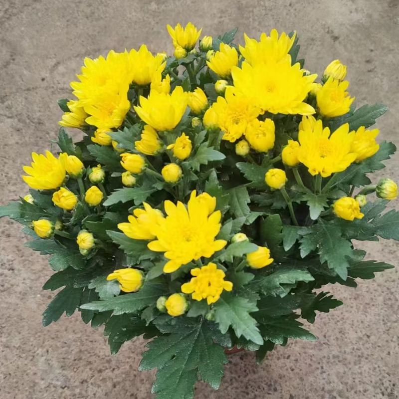 菊花10块一盆