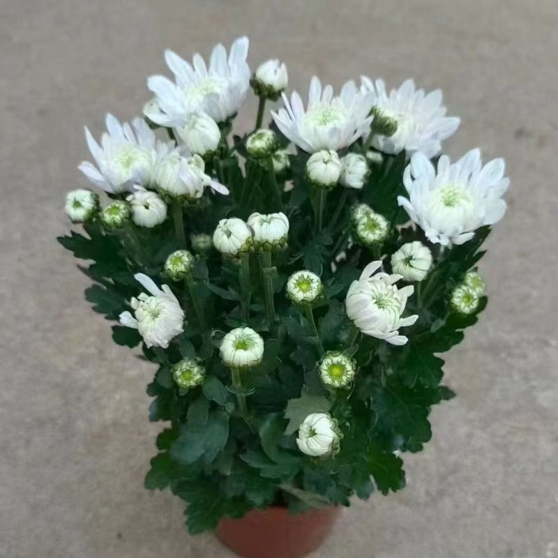 菊花10块一盆