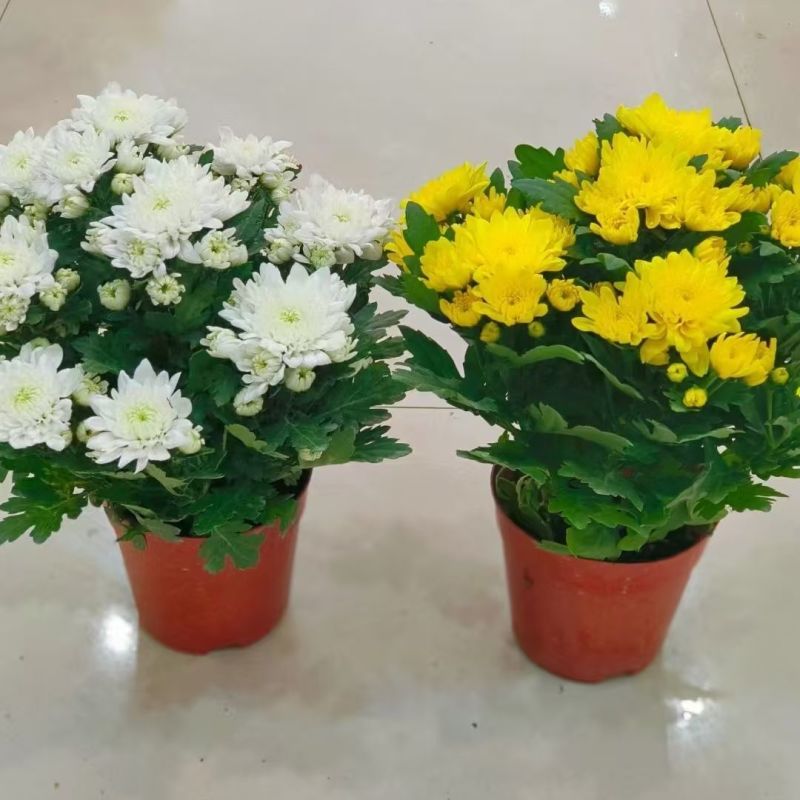菊花10块一盆