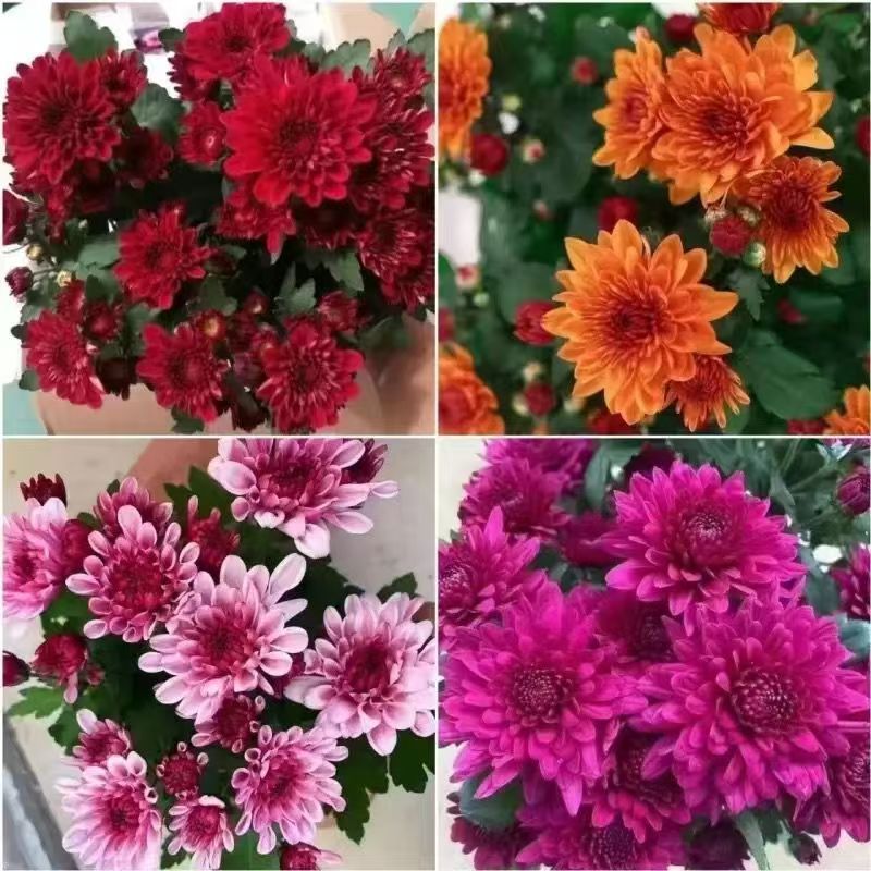 菊花10块一盆
