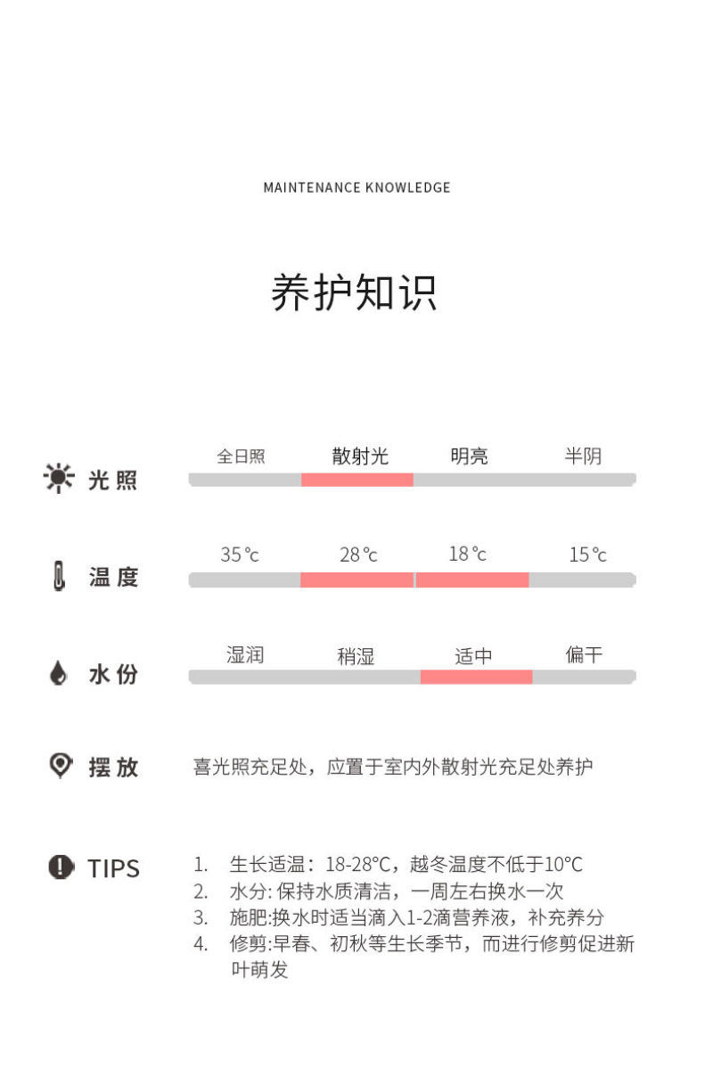 吉利红一盆25