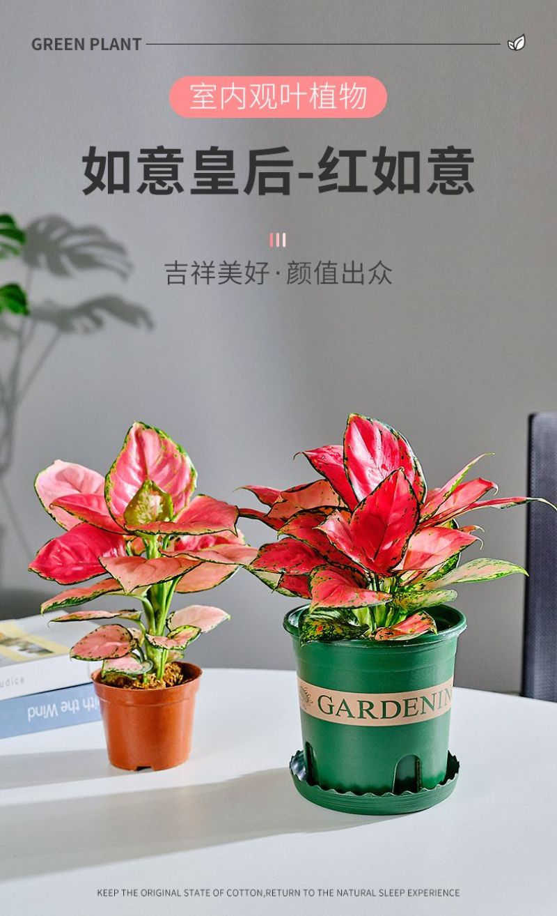 吉利红一盆25