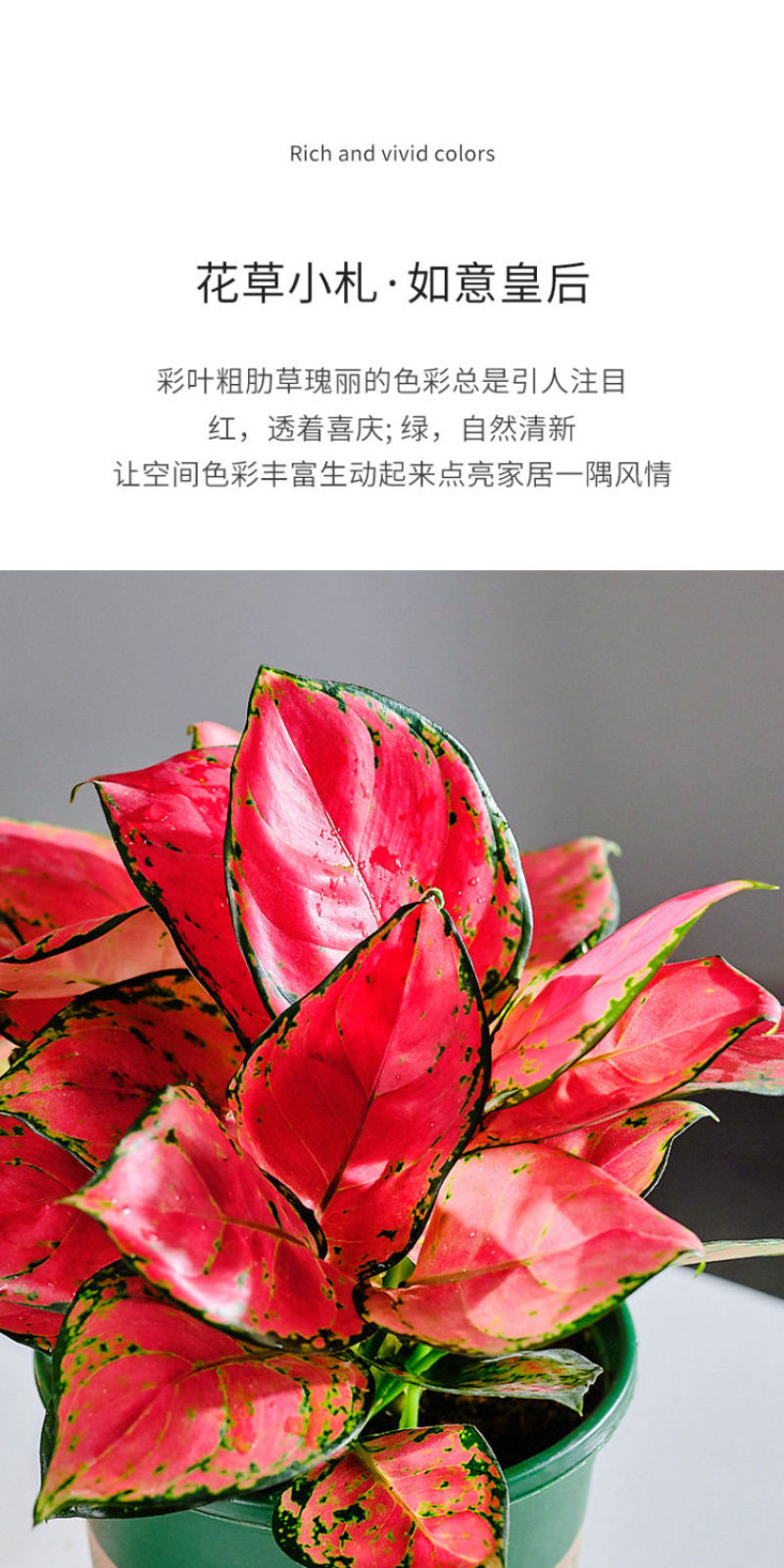 吉利红一盆25