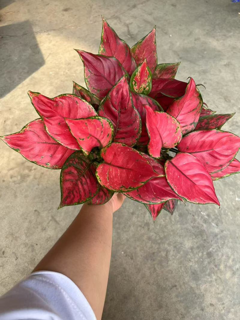 吉利红一盆25