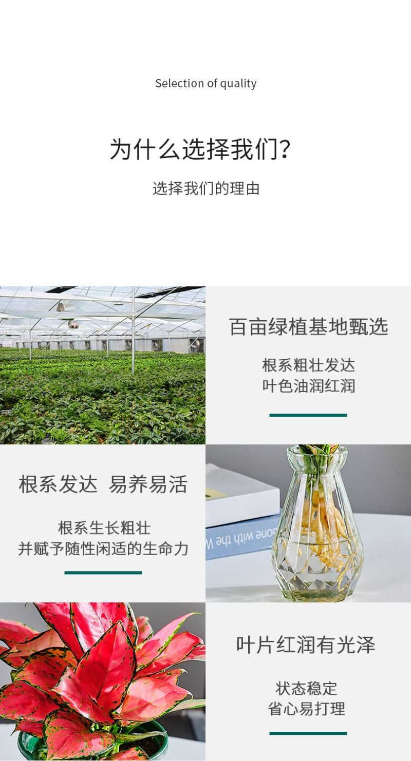 吉利红一盆25