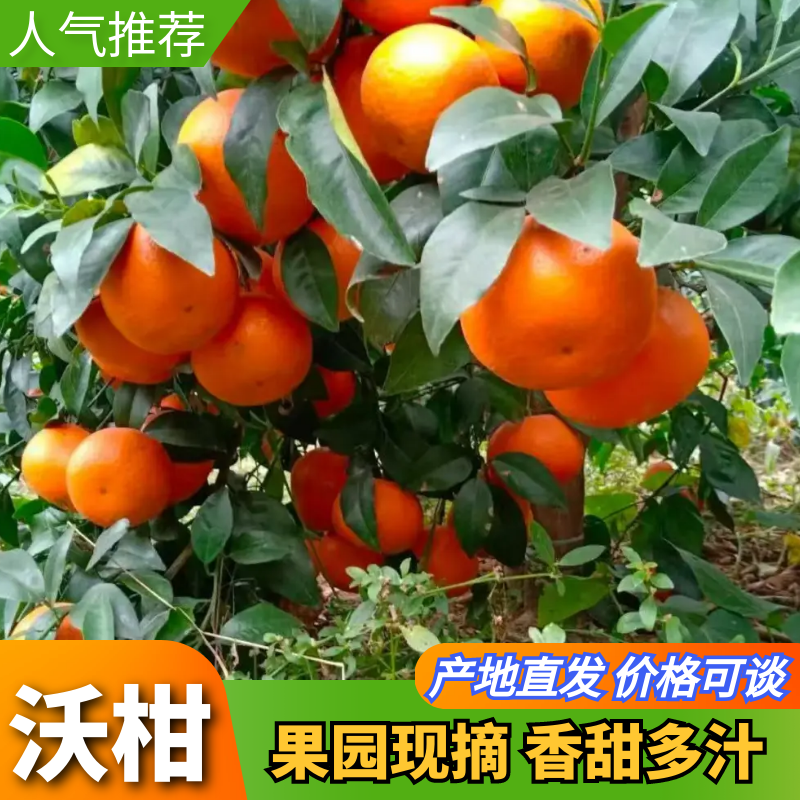 优质沃柑大量上市产地一手货源对接电商超市批发市场