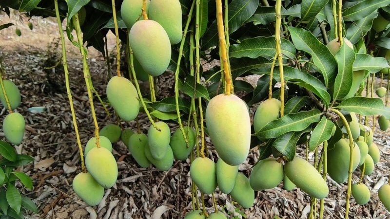 海南小台芒