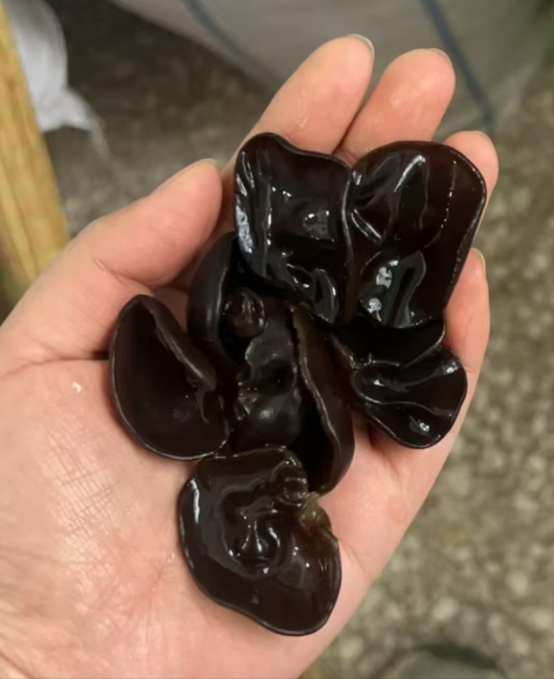 东北黑木耳批发价格优势，品质保证