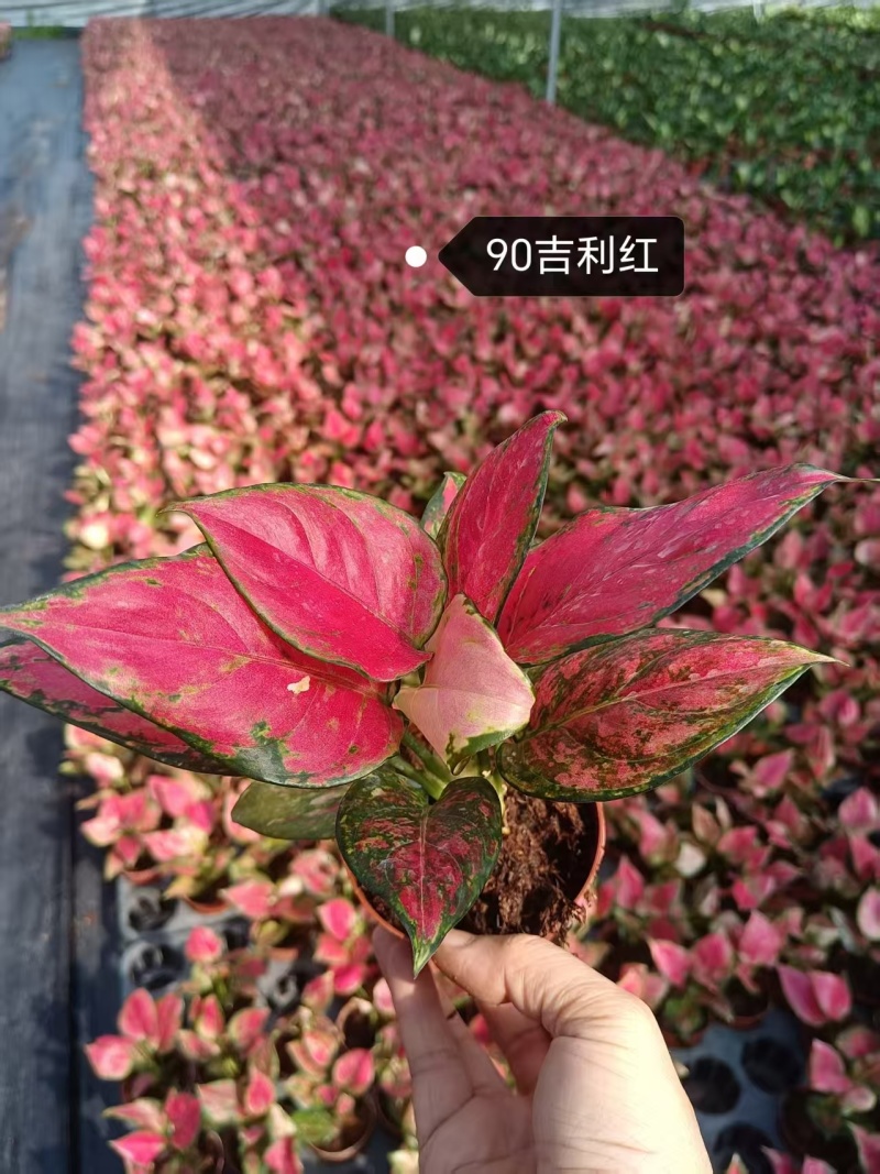 阳台吉利红盆栽苗