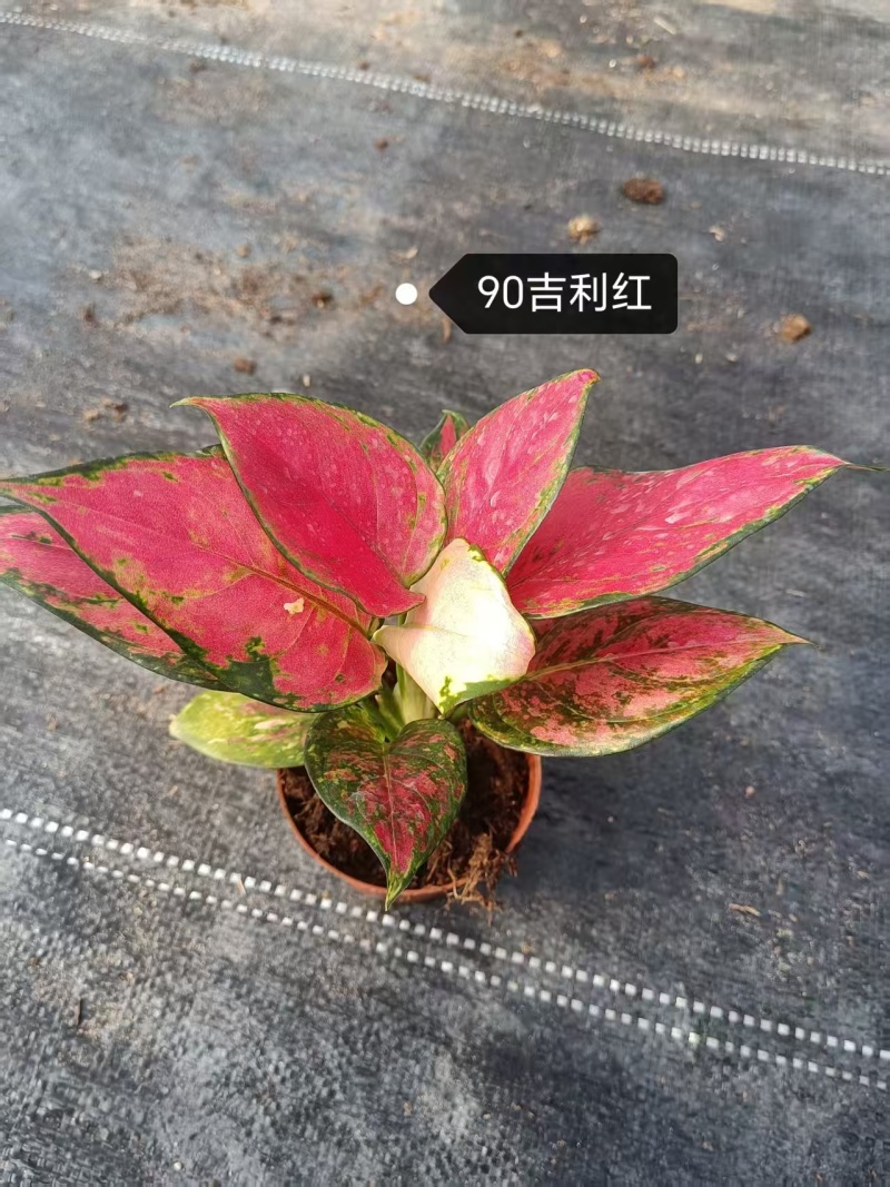 阳台吉利红盆栽苗