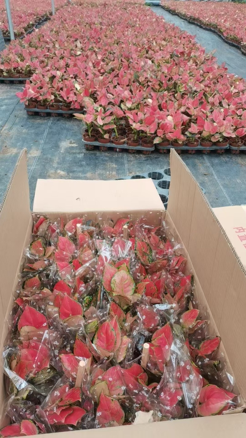 阳台吉利红盆栽苗