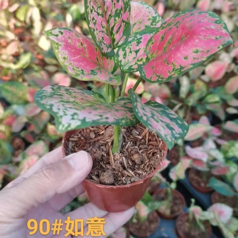 如意苗