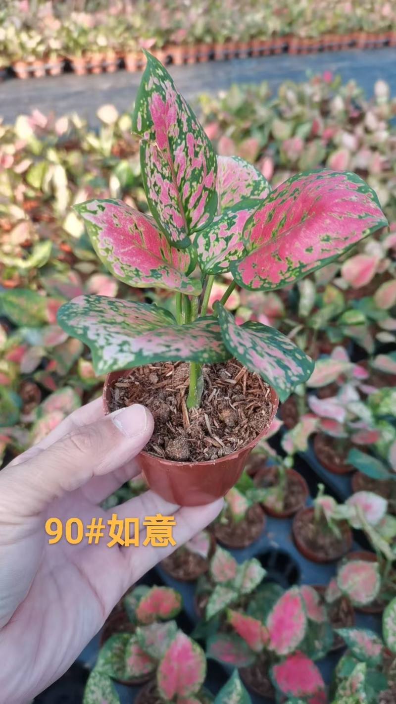 如意苗