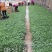 自根康乐6号金花6号金花1号各种西瓜自根苗