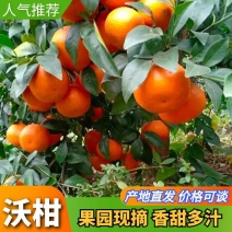 优质沃柑大量上市产地一手货源对接电商超市批发市场