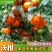 优质沃柑大量上市产地一手货源对接电商超市批发市场
