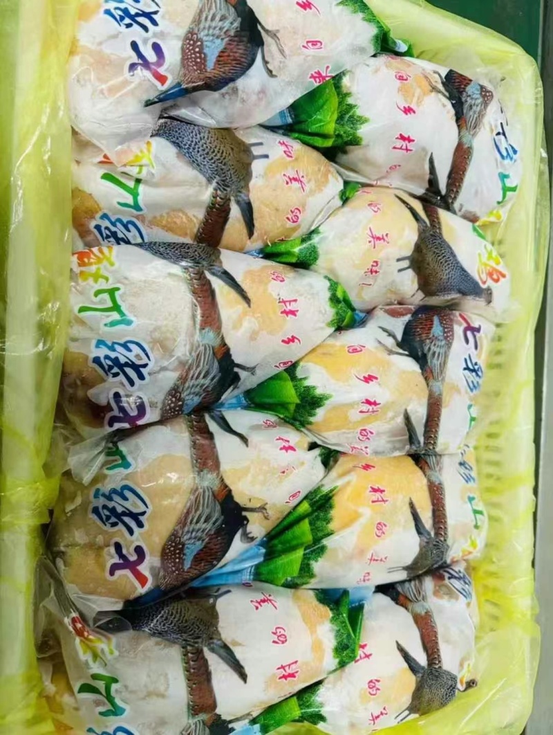 七彩山鸡1.4-2.5斤每只