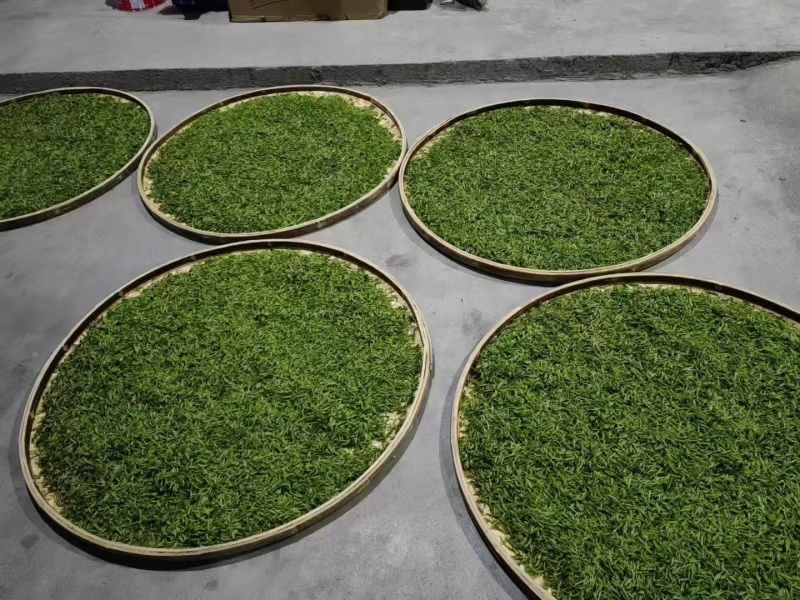 绿茶毛尖，品种多规格齐全，物优价美，欢迎品鉴