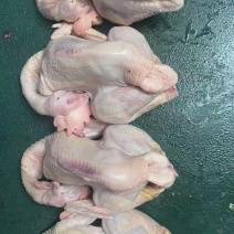 三黄鸡，蛋鸡，麻公鸡，肉食鸡，没有激素，厂家直销。