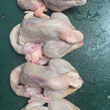 三黄鸡，蛋鸡，麻公鸡，肉食鸡，没有激素，厂家直销。