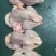 三黄鸡，蛋鸡，麻公鸡，肉食鸡，没有激素，厂家直销。