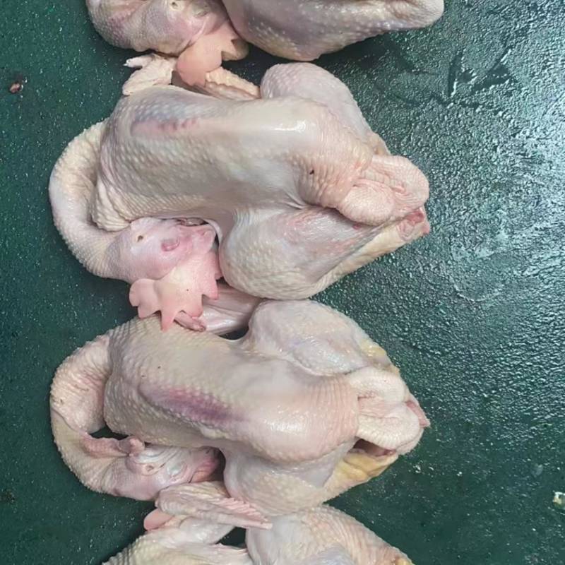 三黄鸡，蛋鸡，麻公鸡，肉食鸡，没有激素，厂家直销。