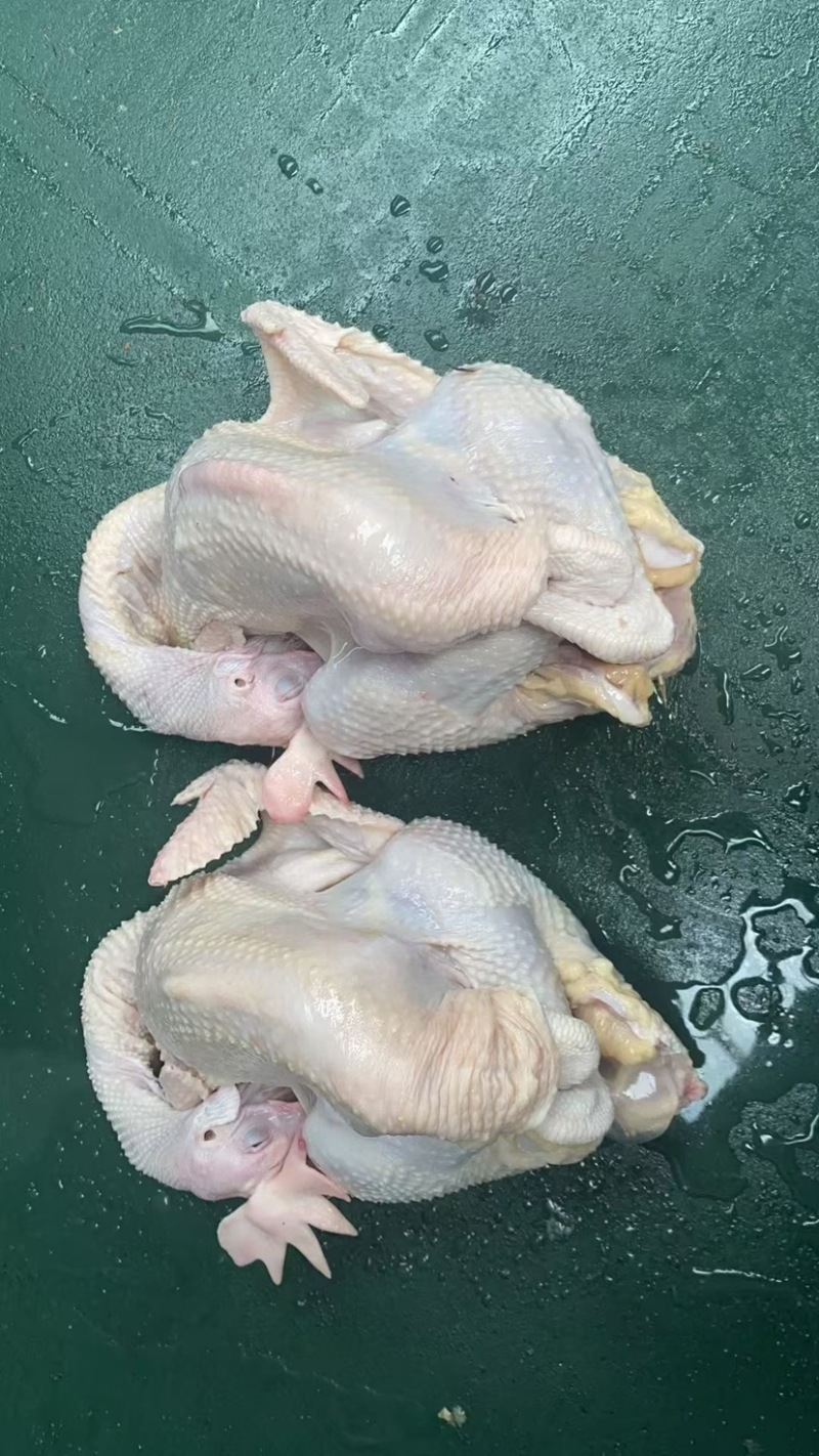 三黄鸡，蛋鸡，麻公鸡，肉食鸡，没有激素，厂家直销。