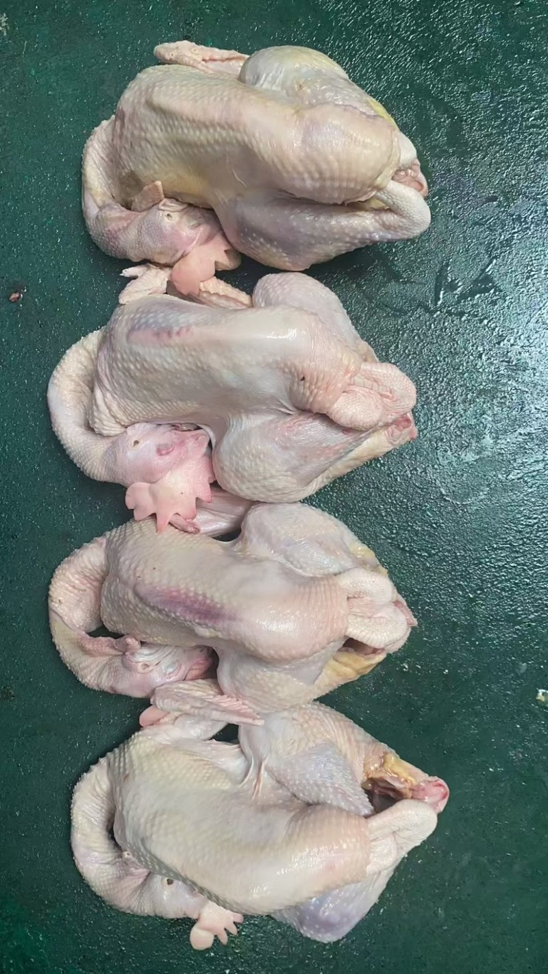 三黄鸡，蛋鸡，麻公鸡，肉食鸡，没有激素，厂家直销。