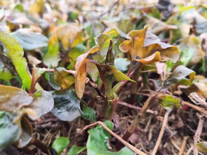 新鲜鱼腥草折耳根大量供应现挖现发贵州产地直发品质全国发货