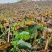新鲜鱼腥草折耳根大量供应现挖现发贵州产地直发品质全国发货