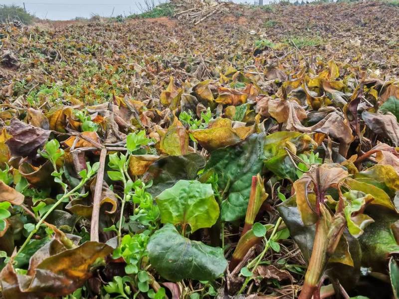 新鲜鱼腥草折耳根大量供应现挖现发贵州产地直发品质全国发货