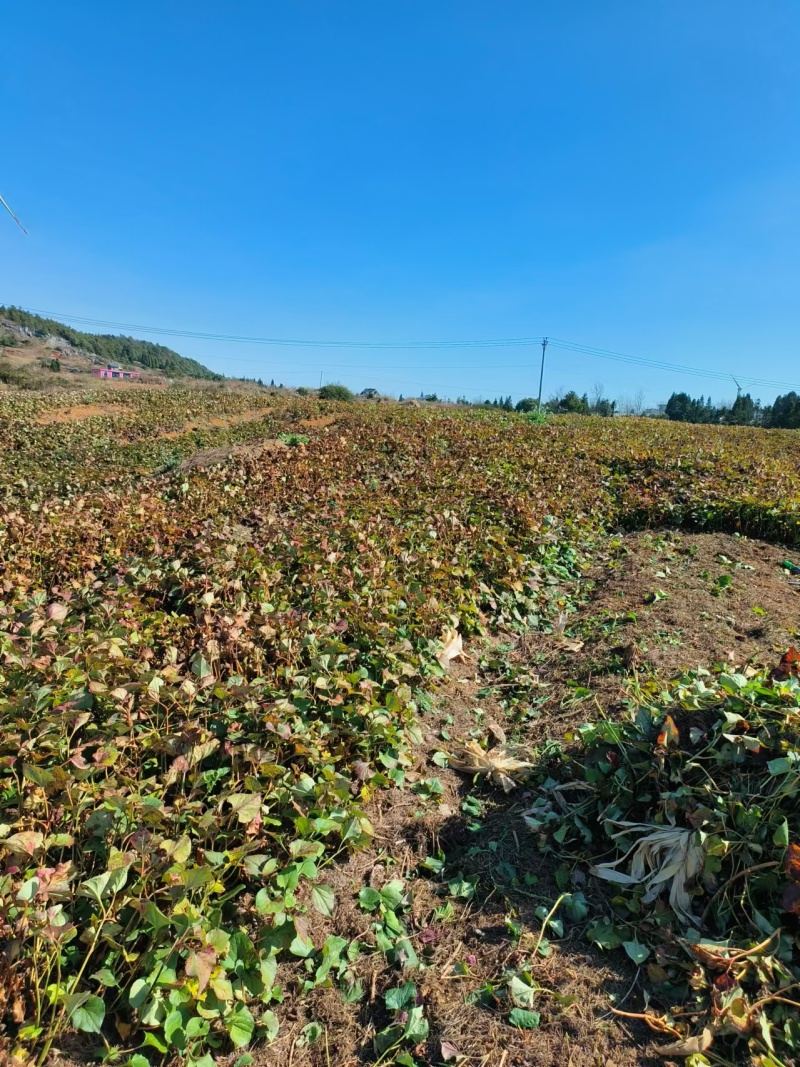 新鲜鱼腥草折耳根大量供应现挖现发贵州产地直发品质全国发货