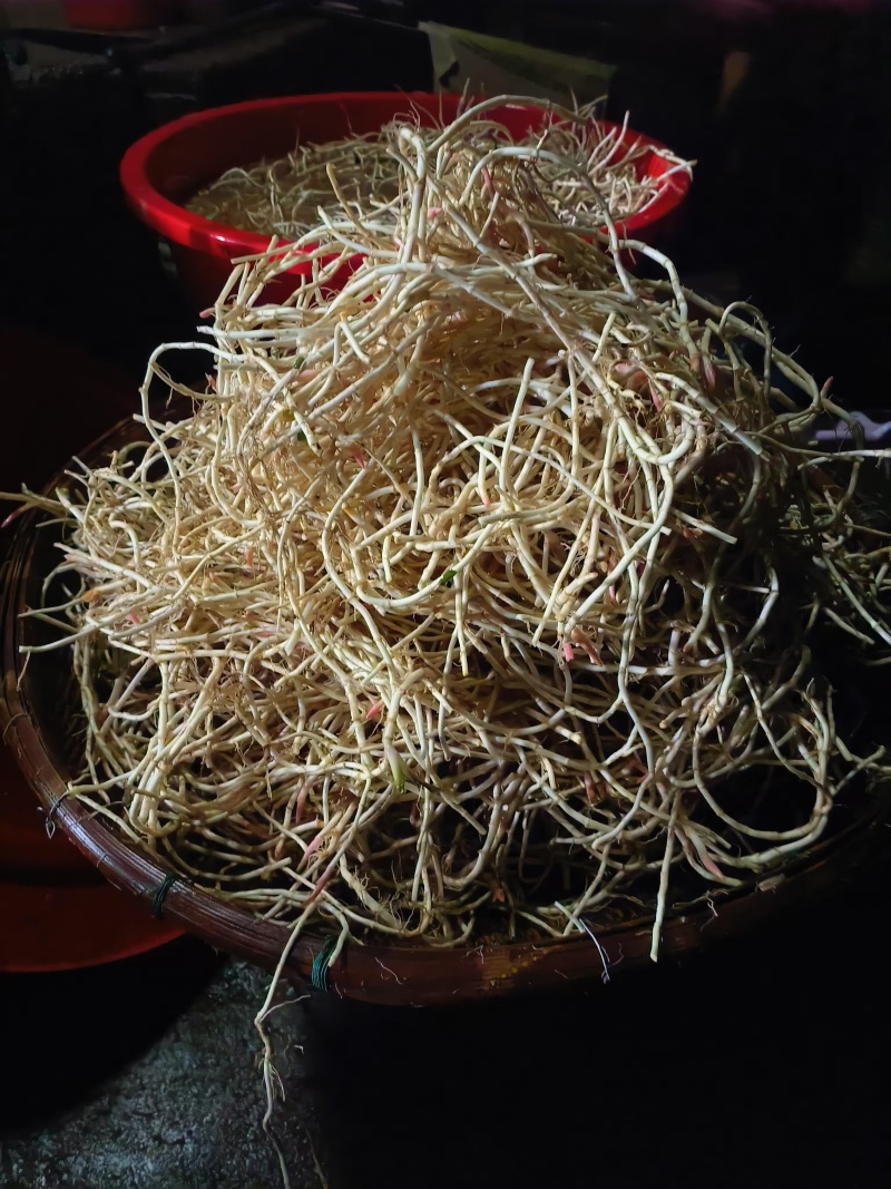 新鲜鱼腥草折耳根大量供应现挖现发贵州产地直发品质全国发货