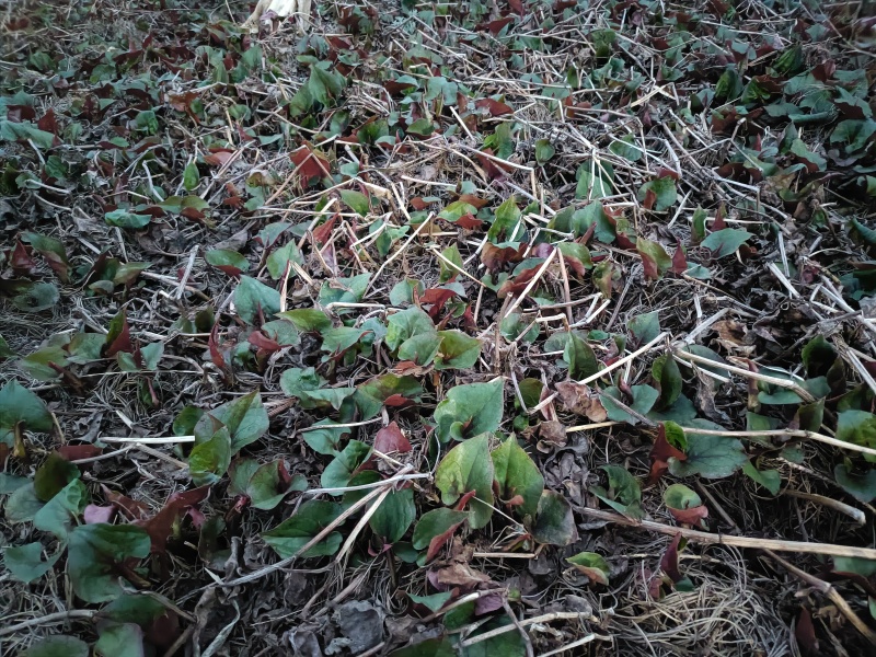 新鲜鱼腥草折耳根大量供应现挖现发贵州产地直发品质全国发货