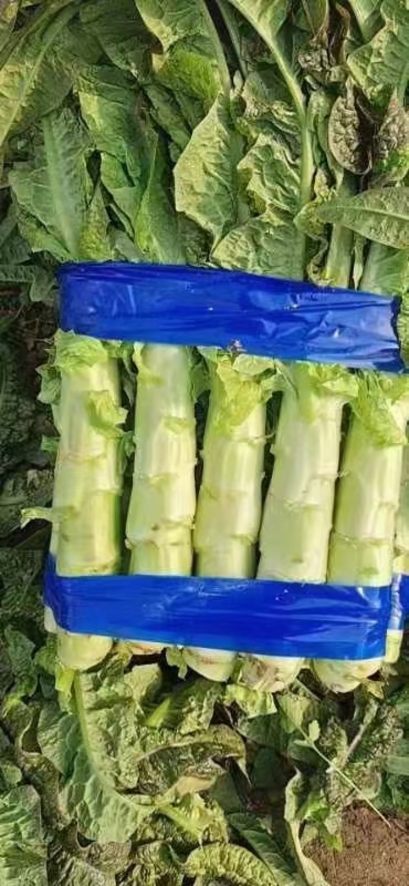 精品福建飞桥紫叶香莴笋质量好货源充足