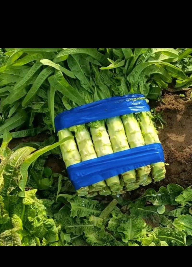 精品福建飞桥紫叶香莴笋质量好货源充足