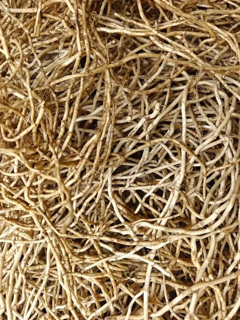 新鲜鱼腥草折耳根大量供应现挖现发贵州产地直发品质全国发货