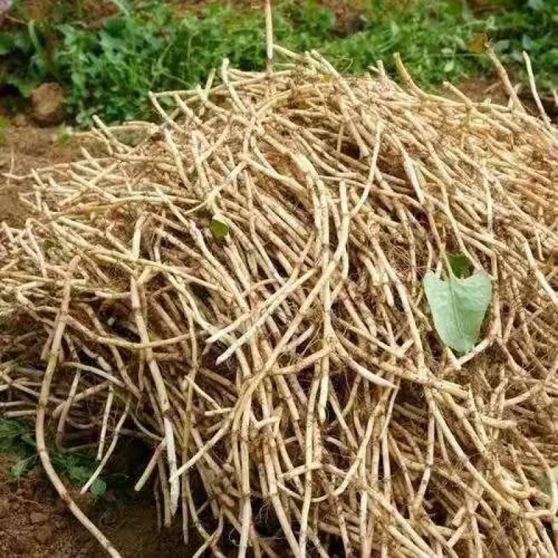 新鲜鱼腥草折耳根大量供应现挖现发贵州产地直发品质全国发货