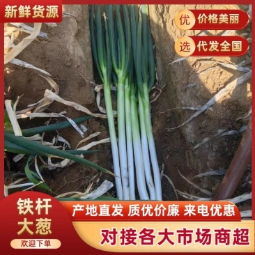 南阳新野大葱铁杆大葱净葱毛葱大量上市支持代发全国市场
