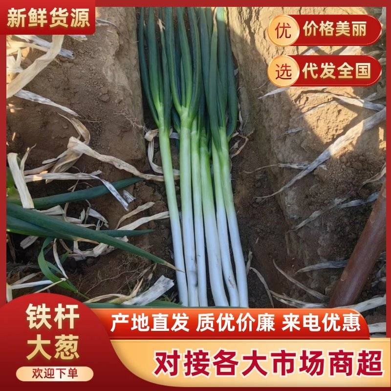 南阳新野大葱铁杆大葱净葱毛葱大量上市支持代发全国市场