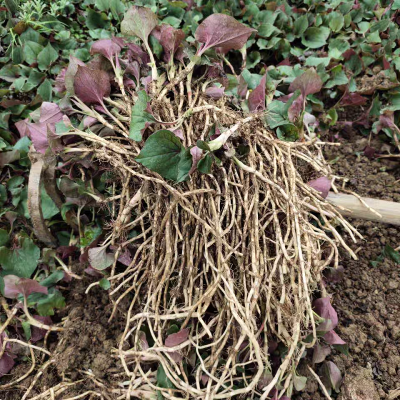 新鲜鱼腥草折耳根大量供应现挖现发贵州产地直发品质全国发货